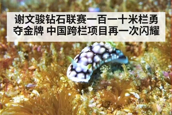 谢文骏钻石联赛一百一十米栏勇夺金牌 中国跨栏项目再一次闪耀